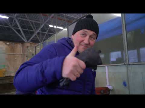 Видео: #ВЕСЕЛОВСЕЛЕ Карасукский район.