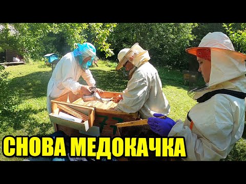 Видео: Два дня медокачки на пасеке. Откачка мёда 2025