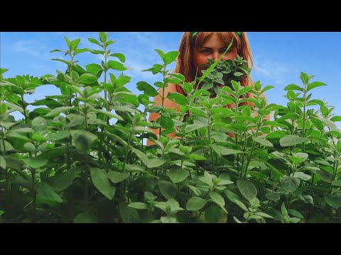 Видео: СБОР И ЗАГОТОВКА МЯТЫ / 3 ЛУЧШИХ СПОСОБА ЗАМОРОЗКИ / КАК СОХРАНИТЬ МЯТУ на зиму