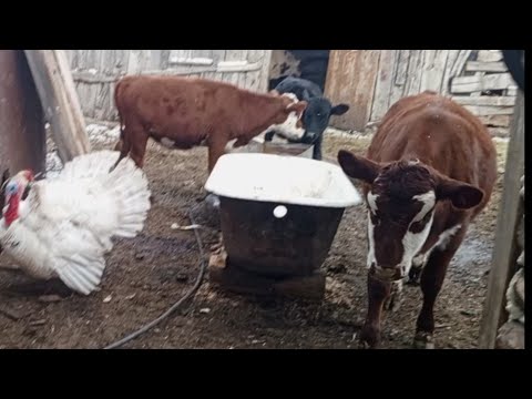 Видео: Жизнь в Казахстане 🇰🇿/ простые деревенские будни 