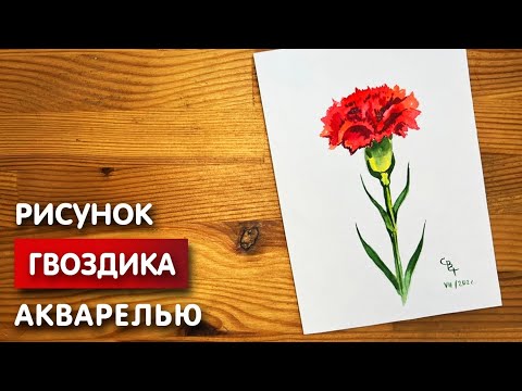 Видео: Как нарисовать гвоздику карандашом и акварелью начинающим | Рисунок поэтапно и легко для детей