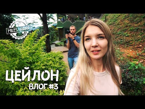 Видео: ВЛОГ: Шри-Ланка  - Вся правда о цейлонском чае | Водопады | Храм зуба Будды и стоит ли в него идти