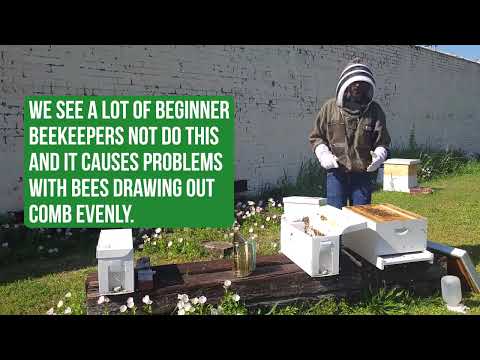 Видео: Пошаговая инструкция по установке нуклеусного улья для пчёл; #пчеловодство #пчелы #алабама