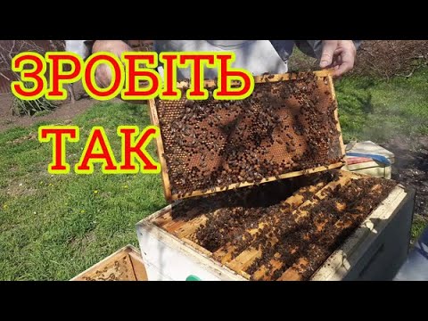 Видео: РОЗШИРЕННЯ БДЖОЛИНИХ СІМЕЙ. На мою думку, найкращий спосіб розширення бджолиних сімей по Весні.