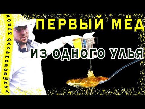 Видео: Первый урожай мёда. Пчёлы-улей-мёд. Новое увлечение на бэкярде.