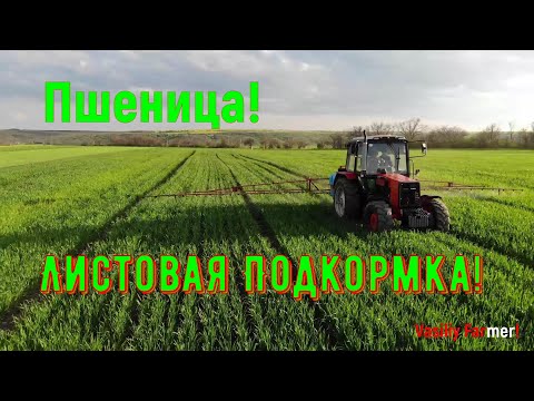 Видео: ШоК! Пшеница озимая после подкормки Гуматом и Карбамитом по листу! Трактор МТЗ!