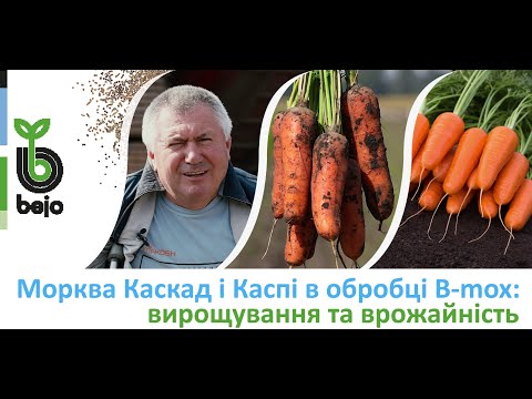 Видео: Вирощування та збір врожаю моркви Каскад та Каспі в обробці B-mox від Бейо