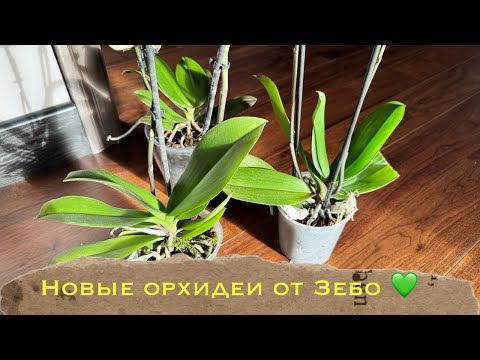 Видео: Новые редкости от @zeboorhids : нонлип, бабочка, трилипс #phal #распаковка #orchid #обзорорхидей