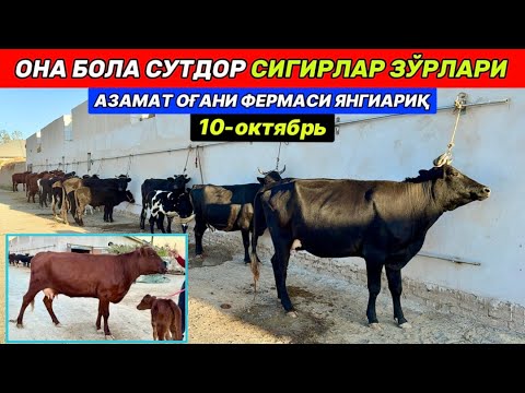 Видео: ОНА БОЛА СУТДОР СИГИРЛАР ЗЎРЛАРИ Азамат оғани фермаси Янгиариқ 10-октября 2025 г.