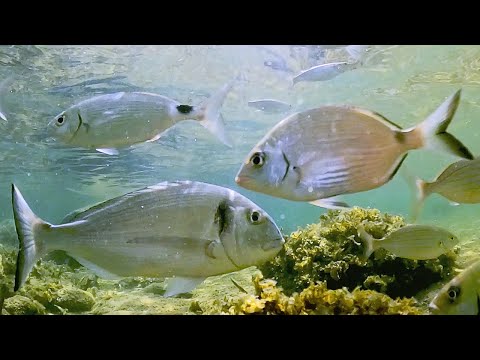 Видео: КАК ПРОИСХОДИТ НЕРЕСТ У РЫБ?