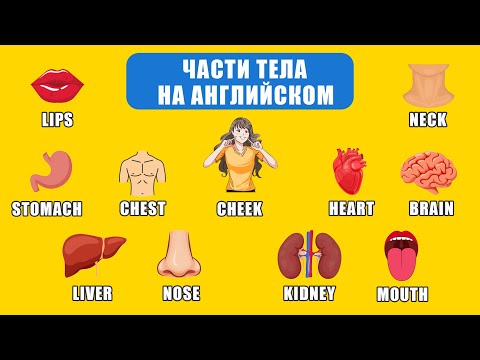 Видео: Части тела на АНГЛИЙСКОМ | Учим английский слова