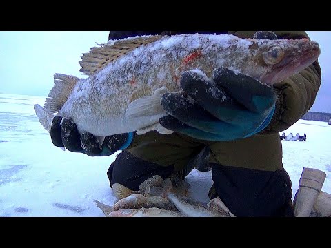 Видео: ПРИЕХАЛ НА РЕКУ И СРАЗУ ПОПАЛ НА ХАПОК! СУДАКИ КЛЮЮТ ОДИН ЗА ОДНИМ! РЫБАЛКА НА СУДАКА 2024