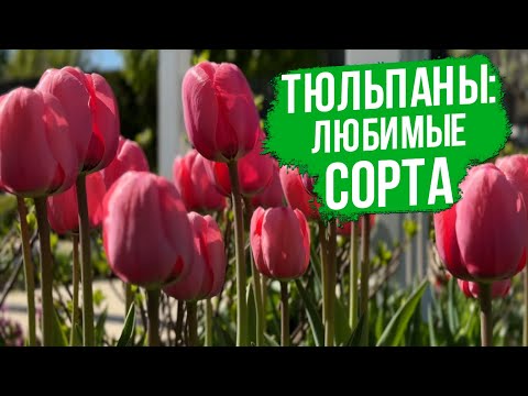 Видео: ТОП розовых тюльпанов по мнению ландшафтного дизайнера.