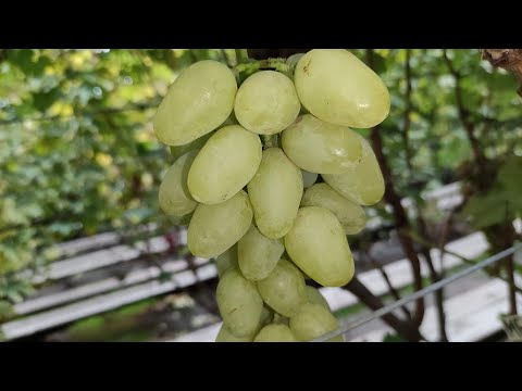 Видео: НОВИНКИ НА МОËМ ВИНОГРАДНИКЕ! 🍇🍇🍇 WhatsApp и Viber +79528500417. ТЕЛ. +79054033245.