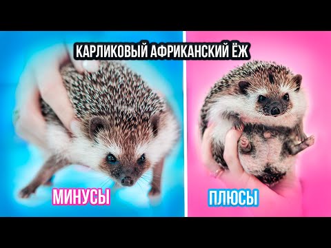 Видео: ПЛЮСЫ И МИНУСЫ КАРЛИКОВОГО АФРИКАНСКОГО ЕЖА | Не Покупай, Пока Не Посмотришь