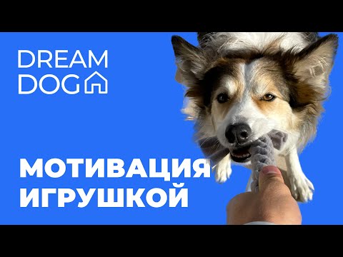 Видео: Мотивация игрой 🐶 Как научить собаку делать команды за игрушку 🐕 Чем можно хвалить активного щенка 🐩