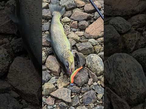 Видео: НА ЧТО МЫ ПОЙМАЛИ ФОРЕЛЬ ВО ФЬОРДЕ! рыбалка в Норвегии.  ФОРЕЛЬ. #lange_fishing