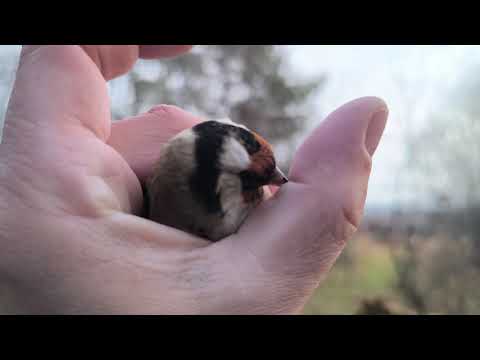 Видео: Ловля птиц 26.10.24.