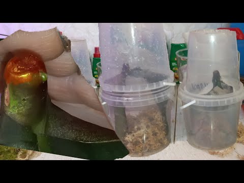 Видео: Реанимация ТАК Орхидеи 1️⃣0️⃣0️⃣%Результат НАРАСТИТЬ КОРНИ НА ГОЛОЙ СРЕЗАННОЙ ШЕИ ОРХИДЕИ Доступный