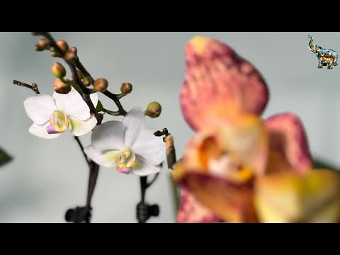 Видео: ОРХОболтавня , орхидейки готовятся к летнему цветению 😉🤗🔥 #phal #orchid #орхомания #цветениеорхидей