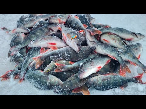 Видео: Ловля окуня зимой на балансир Narval Husky. Окунь в глухозимье. Рыбалка на окуня зимой. Ильмень 2022