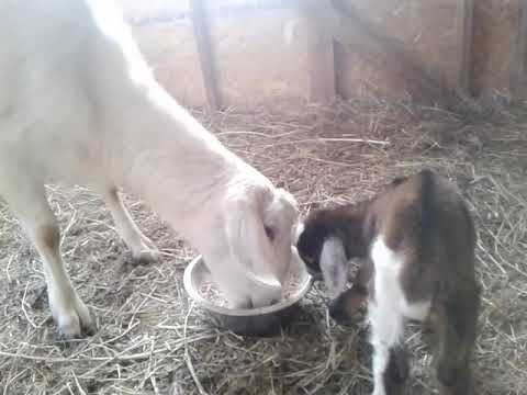 Видео: Как завершать кормление козлят под козой🐐