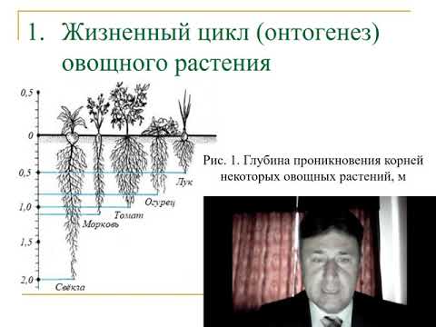 Видео: Основы овощеводства лекция 1