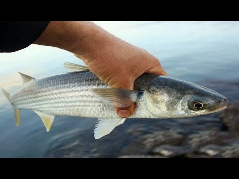 Видео: Ловля Кефали на Каспии