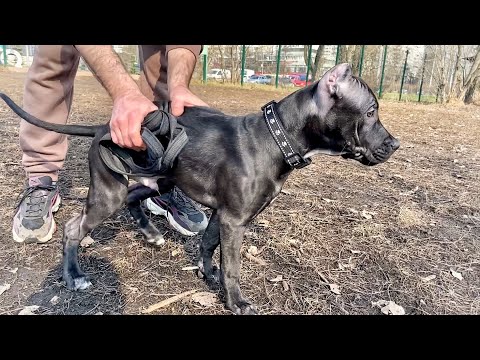 Видео: Новый щенок питбуля 3 месяца. Реакция Джины