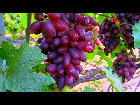 Видео: Урожай почти поспел #Виноградник в августе 10-08-2019