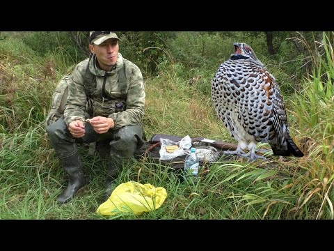 Видео: ШИКАРНЫЙ ПЕРЕЛЁТ РЯБЧИКА, ПОЧТИ СЕЛ НА ГОЛОВУ! ОТКРЫЛСЯ! ГУЛЯЮ ПО ТАЙГЕ с ТОЗ-34Р Штучное.