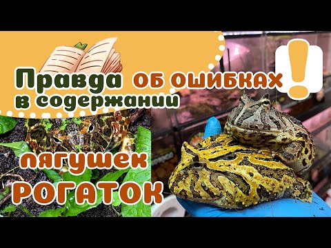 Видео: ТОП 10 ОШИБОК владельцев РОГАТЫХ лягушек! Не делайте так!