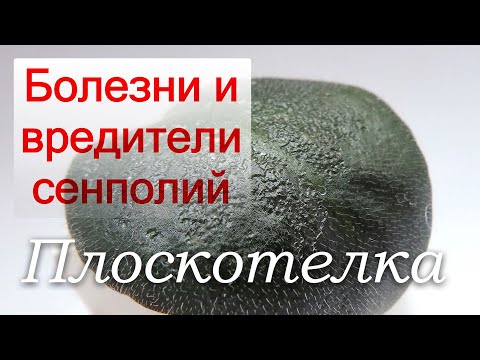 Видео: Болезни и вредители сенполий. Красный плоский клещ