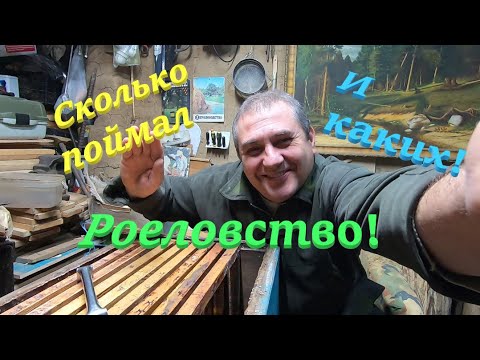 Видео: ✅ Как ПОЙМАТЬ РОЙ пчёл! Роеловство и секреты поимки бродячих роев! #пчеловодство1