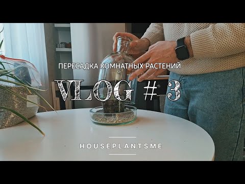 Видео: ЦВЕТОЧНЫЙ ВЛОГ #3 || Пересадка Филодендрона Биркин || Покупка флорариума || Новинки растений ||
