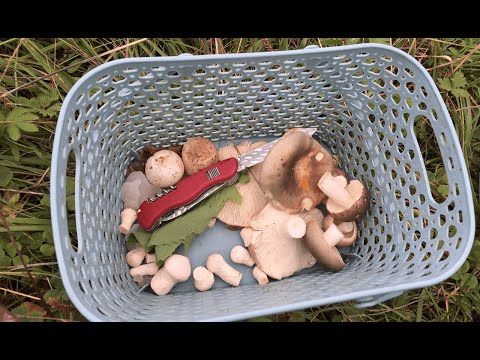 Видео: Необычные полезные грибы сентября. Десертный салат с грибами)