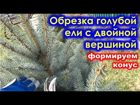 Видео: Формирующая ОБРЕЗКА ГОЛУБОЙ ЕЛИ. Удаление лишних лидеров.