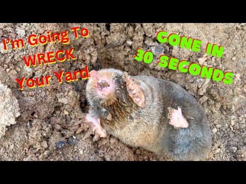 Видео: Смотрите, как крот копает! Быстро!