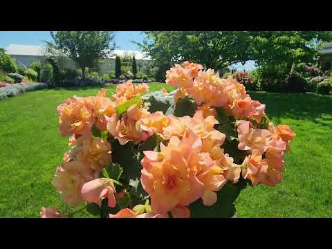 Видео: Чем полить цветы, чтобы они обильно цвели.