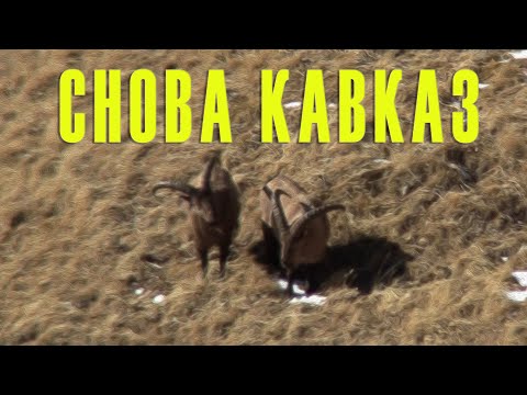 Видео: Снова Кавказ/ Caucasian mountains again