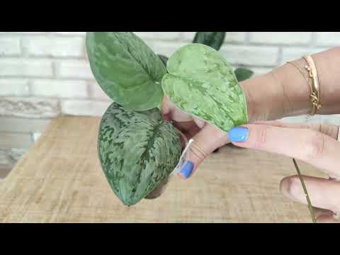 Видео: Новинки растений со второй выставки.Что Марина накупила в этот раз🤔🍀🌿🌸#комнатныерастения #цветы