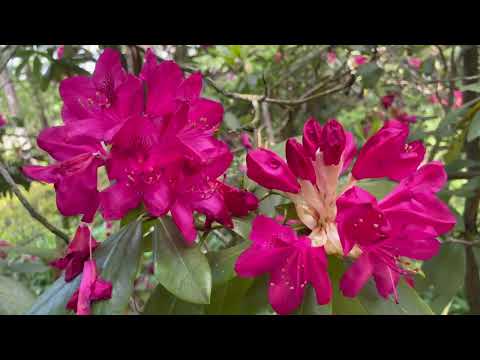 Видео: Путешествие в мир рододендронов!