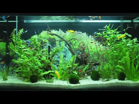 Видео: Восстановление нервной системы. Нежная музыка  для Души и тела.  Успокаивает сердце. Скажи Жизни Да!