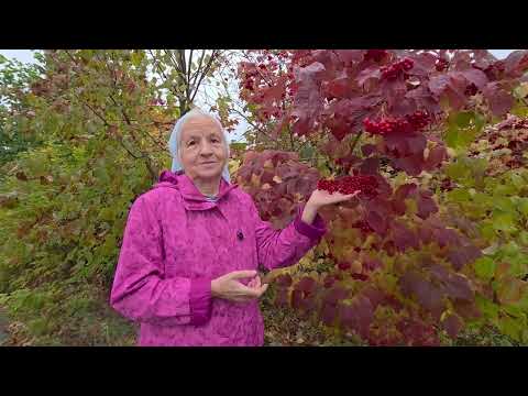Видео: Калина от высокого давления, эндомитриоза, кист яичников, онкологии и многого другого. 