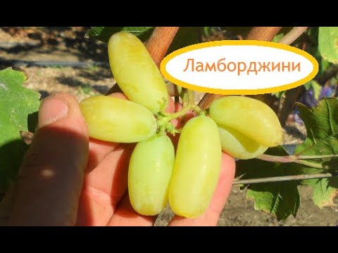 Видео: Новинки на прививках 2020 (часть 6)