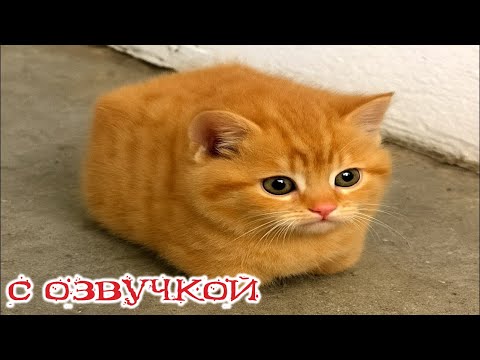 Видео: Приколы с котами! С ОЗВУЧКОЙ! Смешные коты и собаки! САМЫЕ СМЕШНЫЕ ЖИВОТНЫЕ!