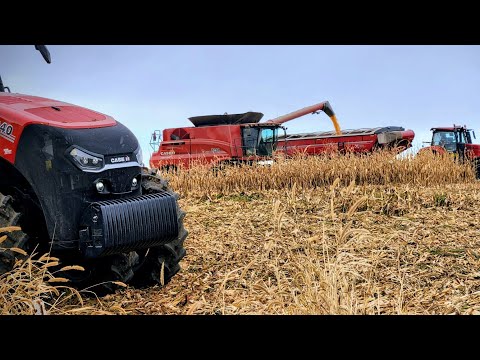 Видео: Давайте начнем с шоу // Урожай кукурузы уже здесь