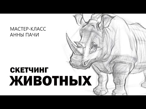 Видео: Скетчинг животных. Мастер-класс Анны Пачи в SkillsUpSchool