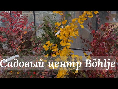 Видео: Предложения наших питомников для яркой осени 🌿 Ассортимент и цены 🌿