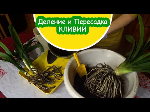 Видео: Как пересадить кливию / Деление  и пересадка кливии